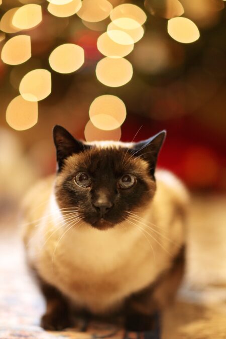 Czarno-biały kot na rozmytym tle świątecznych światełek
