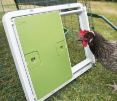 Brązowa kura zaglądająca do kurnika zabezpieczonego automatycznymi drzwiami Omlet